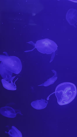 jellyfish in an aquarium