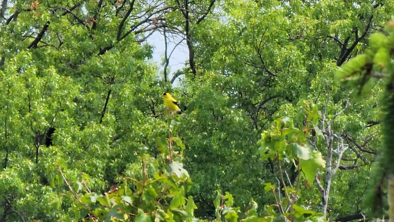 una imagen llamativa de un pájaro amarillo vibrante posado en medio de un frondoso follaje verde