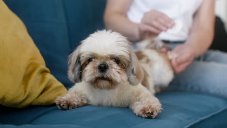 Nahaufnahme-Eines-Hundes-Auf-Dem-Sofa