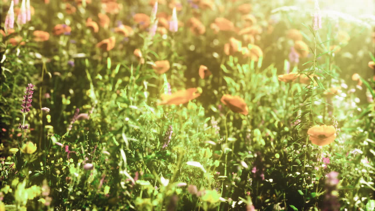 Colorful wildflower field in sunshine during warm summer afternoon