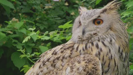 A-beautiful,-huge-European-Eurasian-eagle-owl-gazing-down-from-a-tree-branch