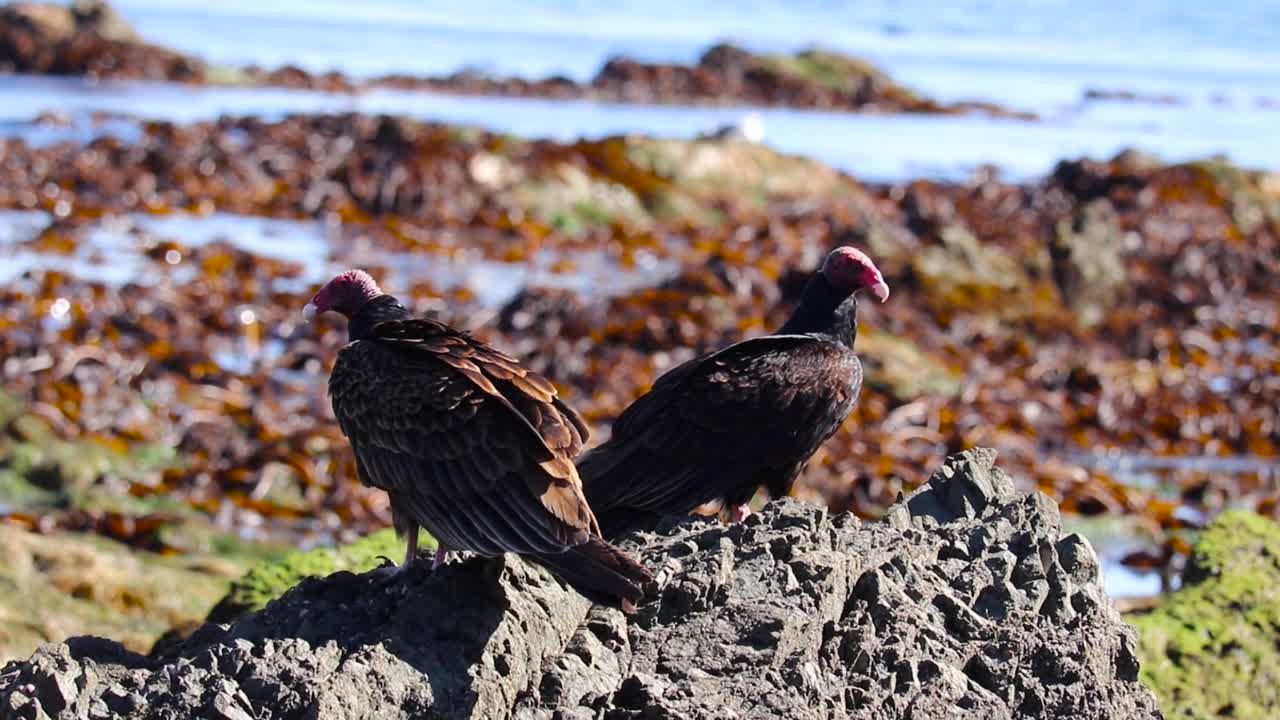 telefoto de un buitre caminando a lo largo de una roca, un bosque de algas en el océano mexicano detrás