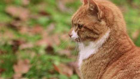 attentive orange young female cat patiently sitting in garden vegetation with ears moving to listen to every sound, intensely looking at the camera and towards sounds it picks up