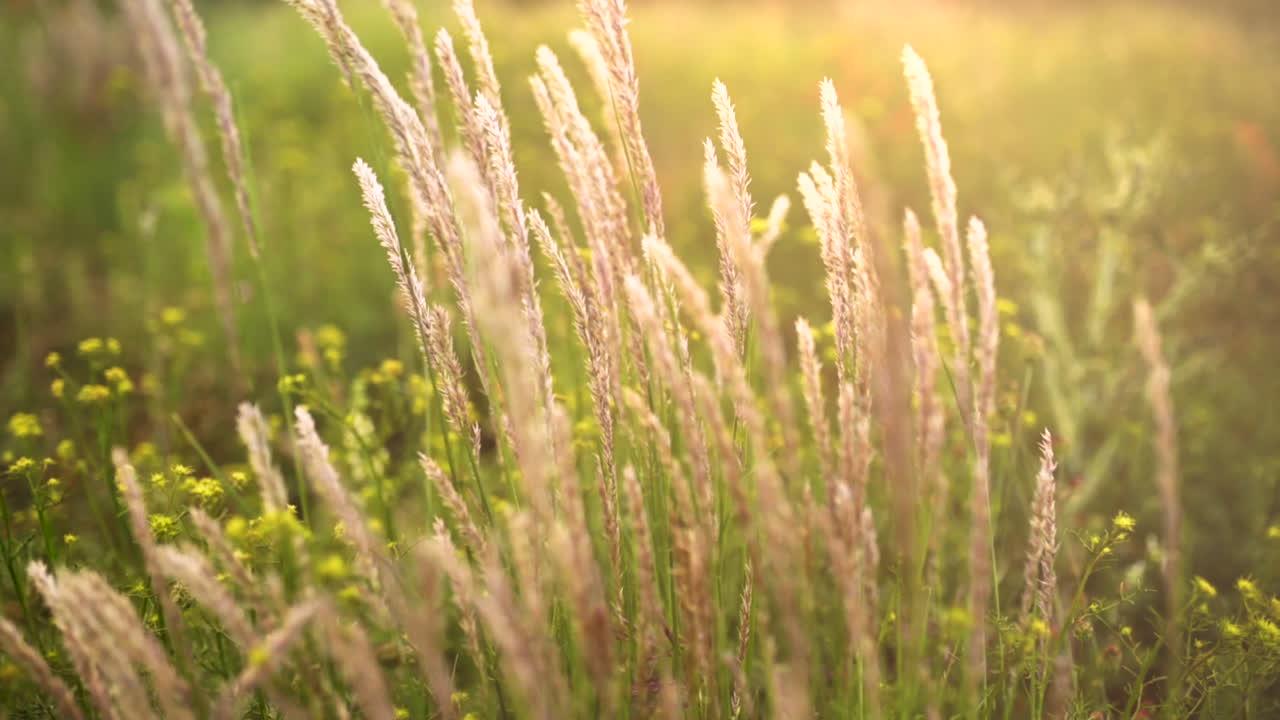 황금시간대에 초목이 바람에 흔들리는 장면