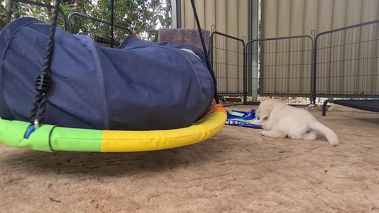 골든 리트리버 강아지가 앞뒤로 흔들리는 둥근 해먹을 가지고 장난을 치고 있습니다.