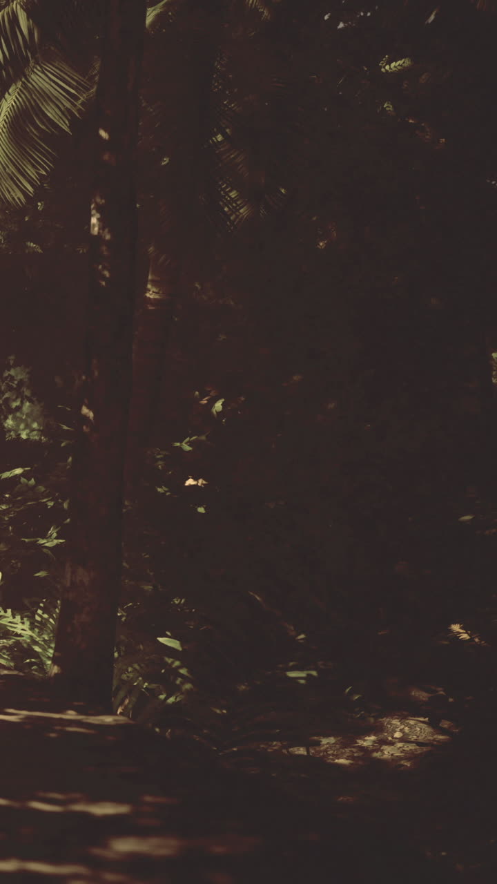 Nature scene with sunlight filtering through trees in a forest path