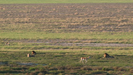 distant view of lions and springboks in the wild savannah in south africa