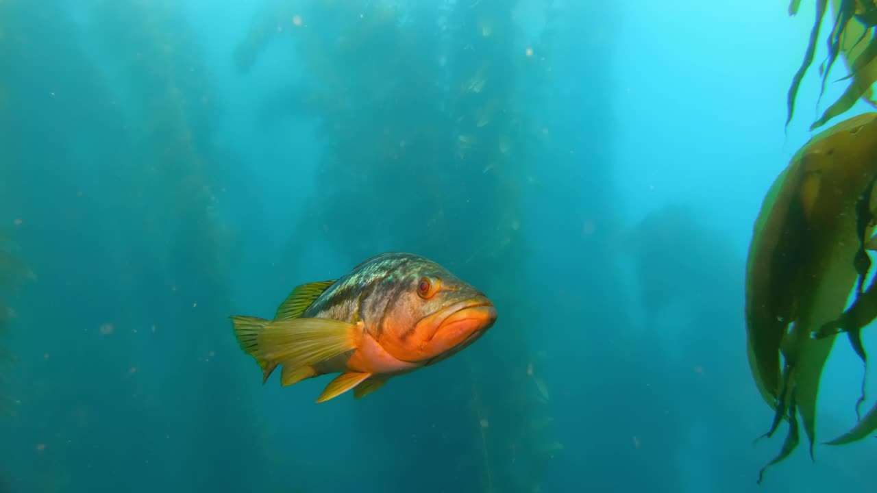 un curioso pez representa la biodiversidad de un bosque de algas gigantes