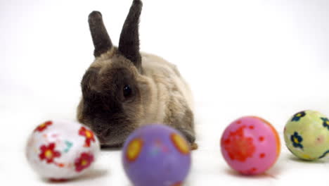conejo de pascua con huevos de colores