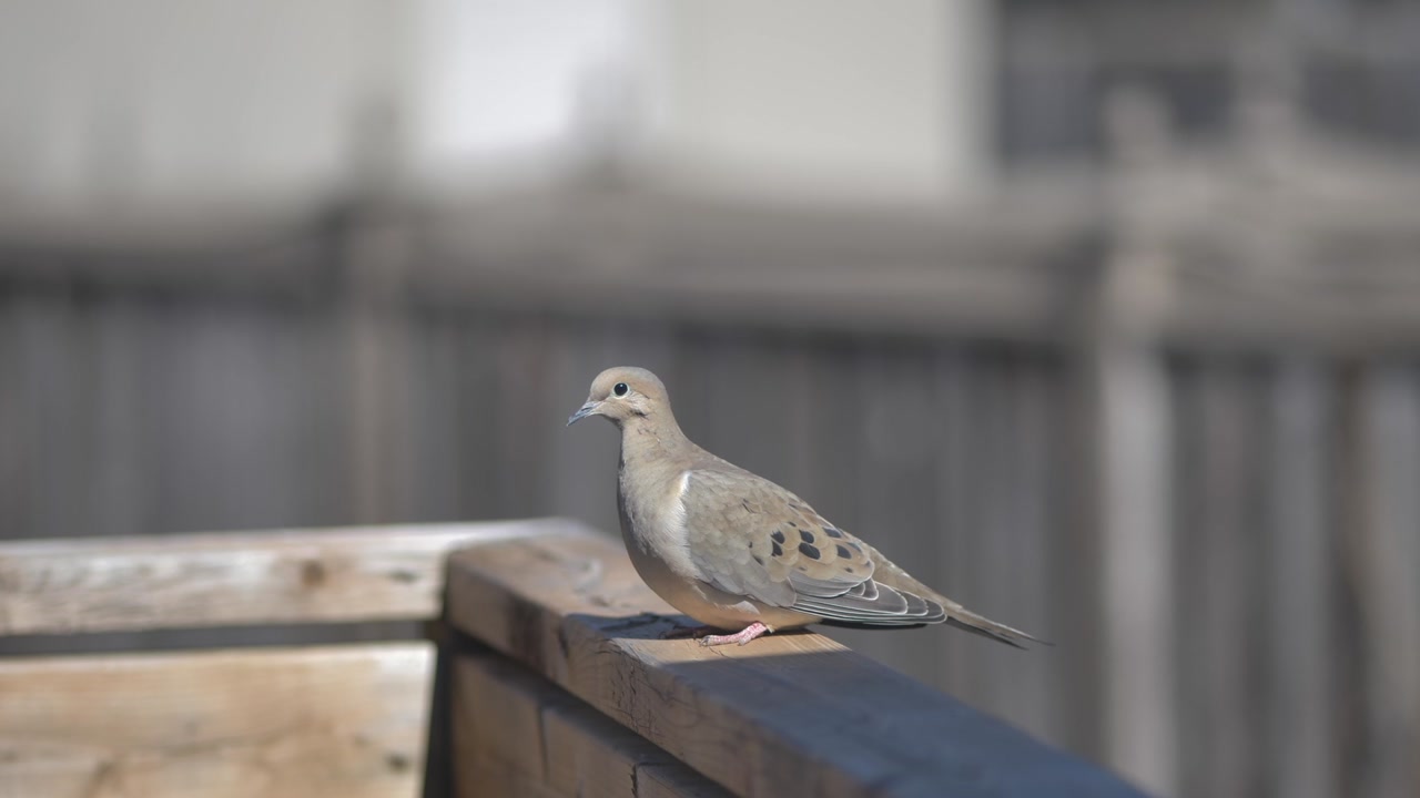 Mourning dove standing on a wooden railing in a Canadian suburban yard, filmed through a glass door with soft blur and shallow depth of field.