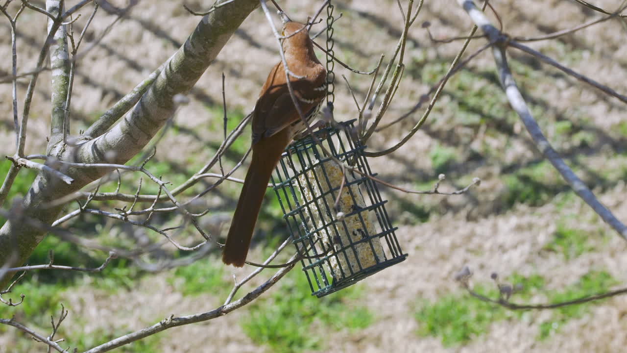 Brown Thrasher eating at a suet bird-feeder during late-winter in South Carolina. Slow motion. Clip K