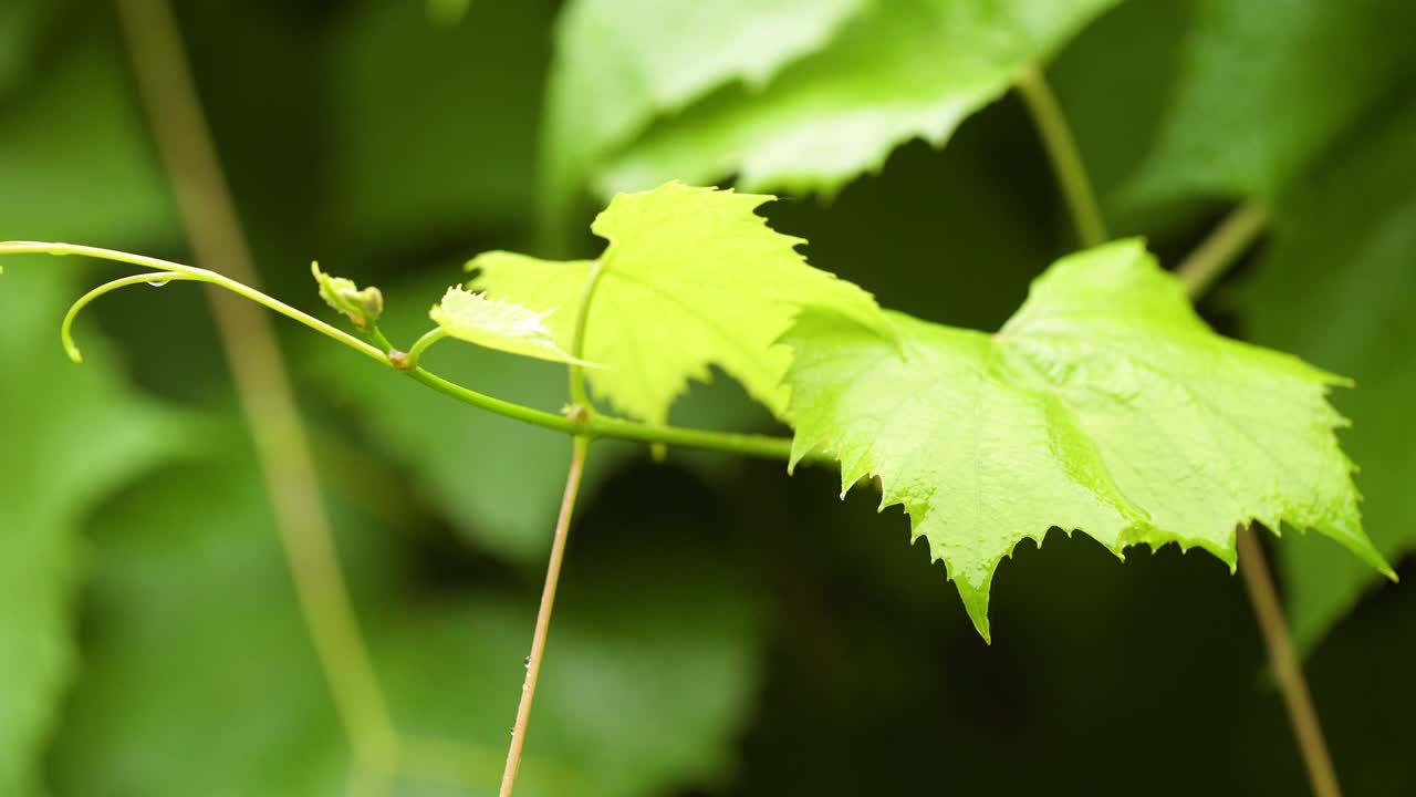 gotas de agua en la superficie de la hoja