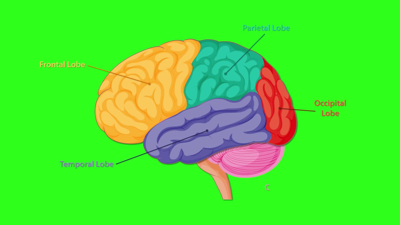 Colorful animation sequentially highlights and labels the major lobes and structures of the human brain on a bright green background, using smooth transitions and clear labeling