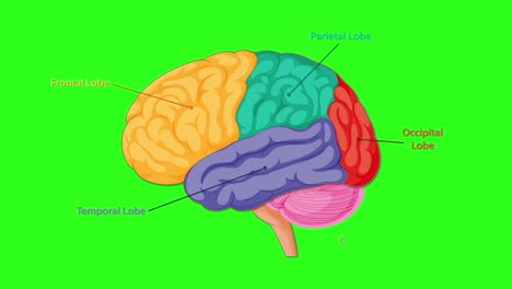 colorful animation sequentially highlights and labels the major lobes and structures of the human brain on a bright green background, using smooth transitions and clear labeling