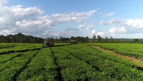 tractors working on the green tea harvest in a plantation