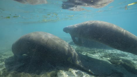 two manatees resting under water surface shallow debris