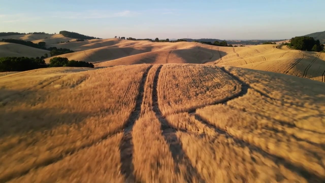 Flying drone starting pass over low hills, capturing golden wheat and tractor tracks for mapping