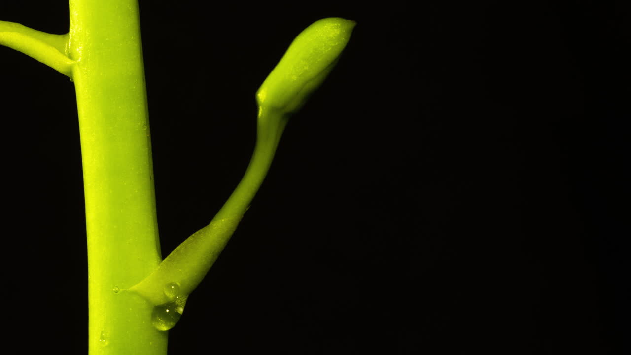 Orchid bud forming and sap buildup