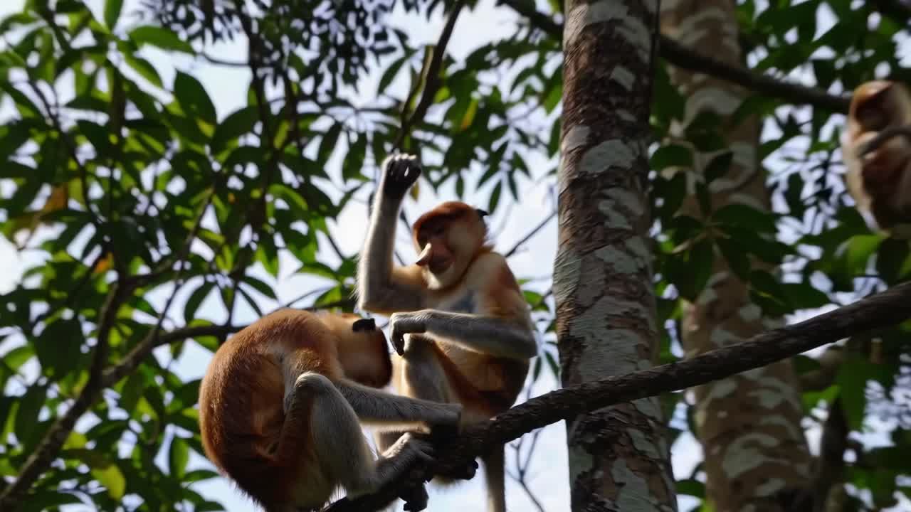 Two monkeys interact playfully on a tree branch, captured from a low-angle shot