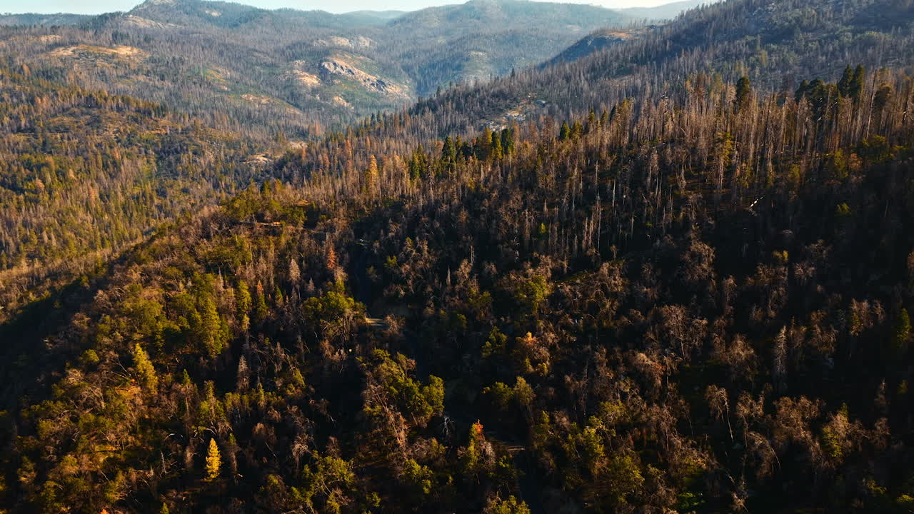 Pine tree forest with lots of dead trees covering the mountains in California. Scenic view of the rocky landscape from aerial view.