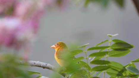 esperando pacientemente su comida, un pinzón azafrán sicalis flaveola está posado en una pequeña rama de un árbol en un bosque ubicado en santa marta, colombia