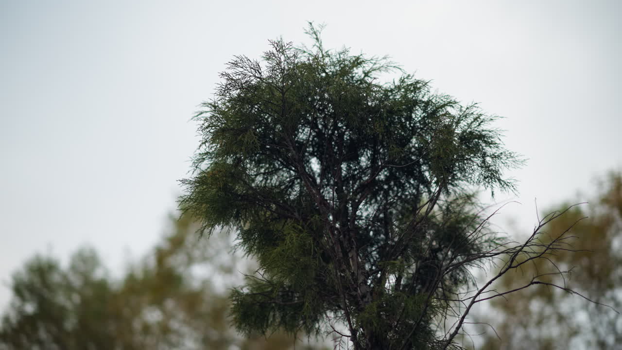 은 초록색 바늘이 흐린 하늘을 반대로 흔들리는 소나무 가지의 클로즈업, 부드러운 초점 배경은 깊이를 더하고, 나무 질감의 섬세한 세부 사항과 바람에 움직이는 것을 강조합니다.