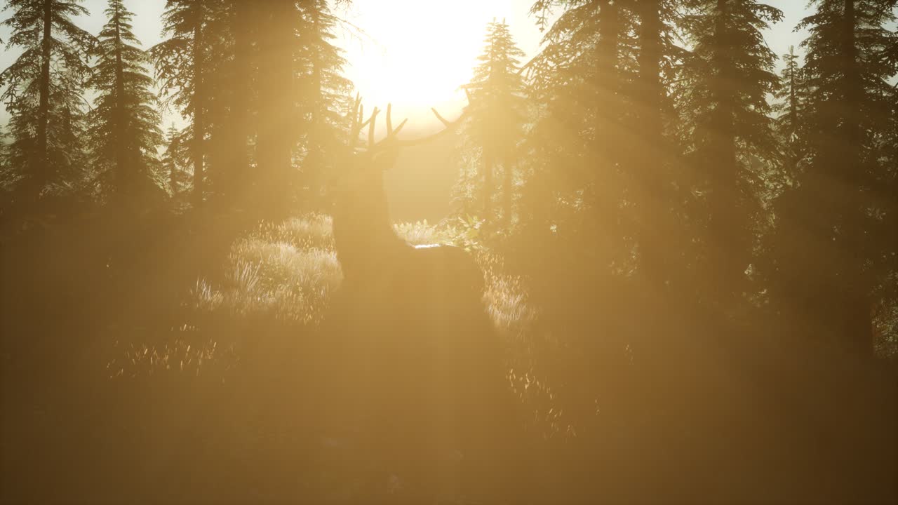 macho de ciervo en el bosque al atardecer