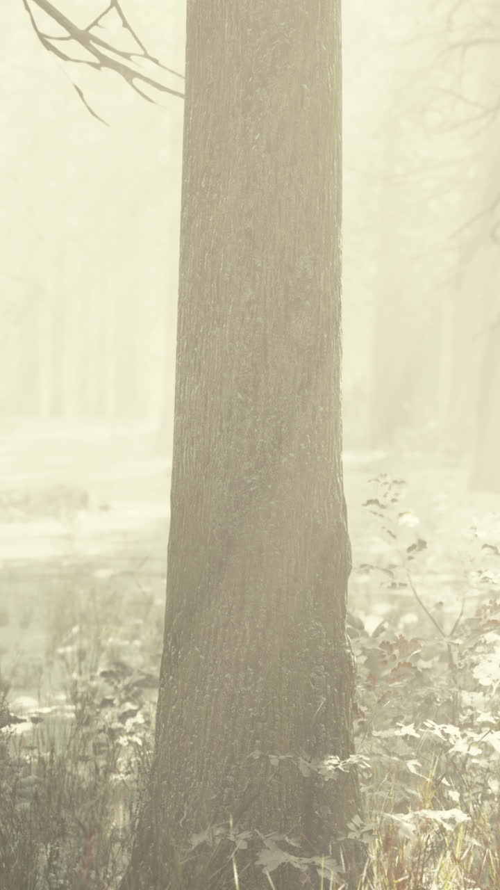 안개 숲의 장면