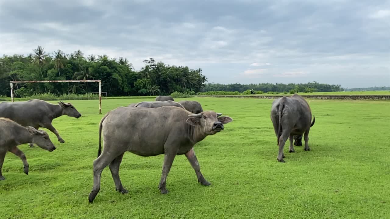 Carabao Buffalo Herd Grazing on Grass Field
