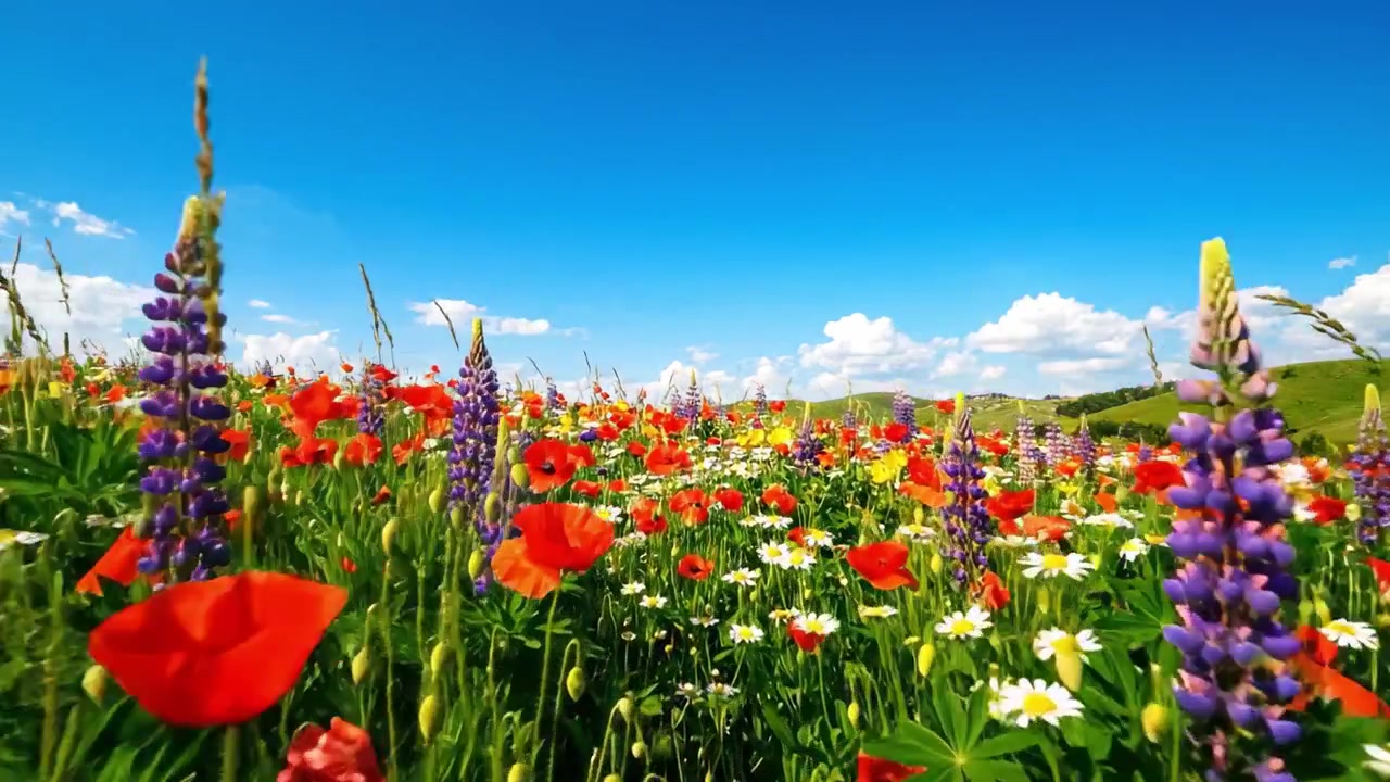 Un prato vibrante pieno di fiori selvatici colorati sotto un cielo azzurro brillante, che mostra la bellezza e la diversità della natura in un paesaggio estivo.
