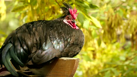 black cock or rooster sitting on the fence