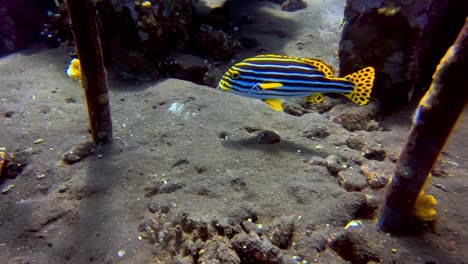 Tolle-Aufnahme-Eines-Orientalischen-Süßlippenfisches,-Der-In-Klarem-Wasser-Auf-Dem-Sandigen-Meeresboden-Herumschwimmt