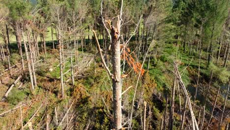 Aerial-view-over-pine-trees-damaged-by-cyclone