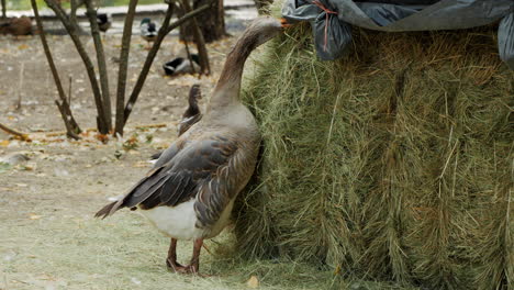 goose eating hay