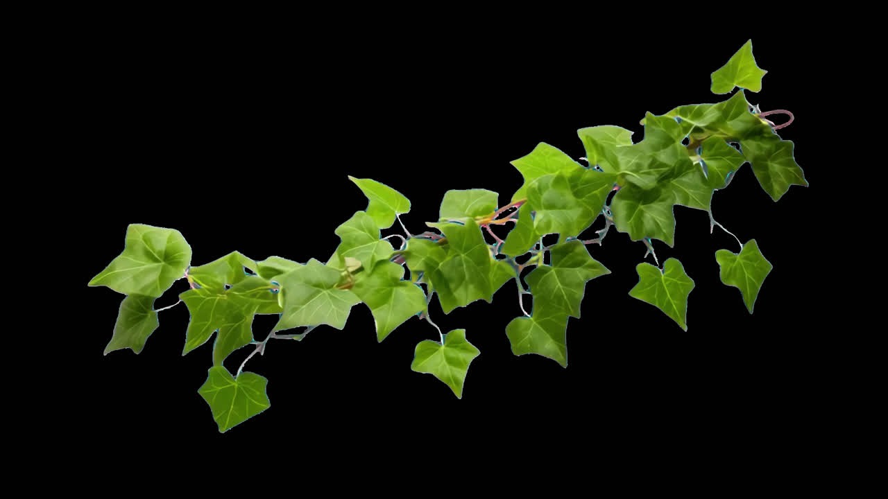 Animazione isolata di una rigogliosa pianta di edera verde, risorsa, video 4K trasparente, canale alfa, ProRes.