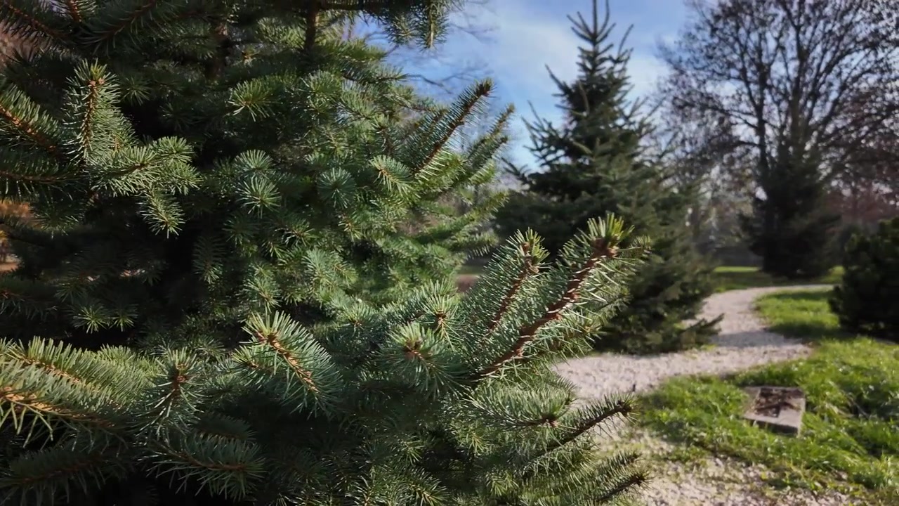Evergreen trees along a gravel path