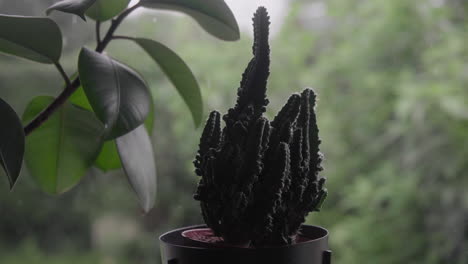 Cactus-Y-Otras-Plantas-Junto-Al-Alféizar-De-La-Ventana-Con-Vistas-Al-Jardín