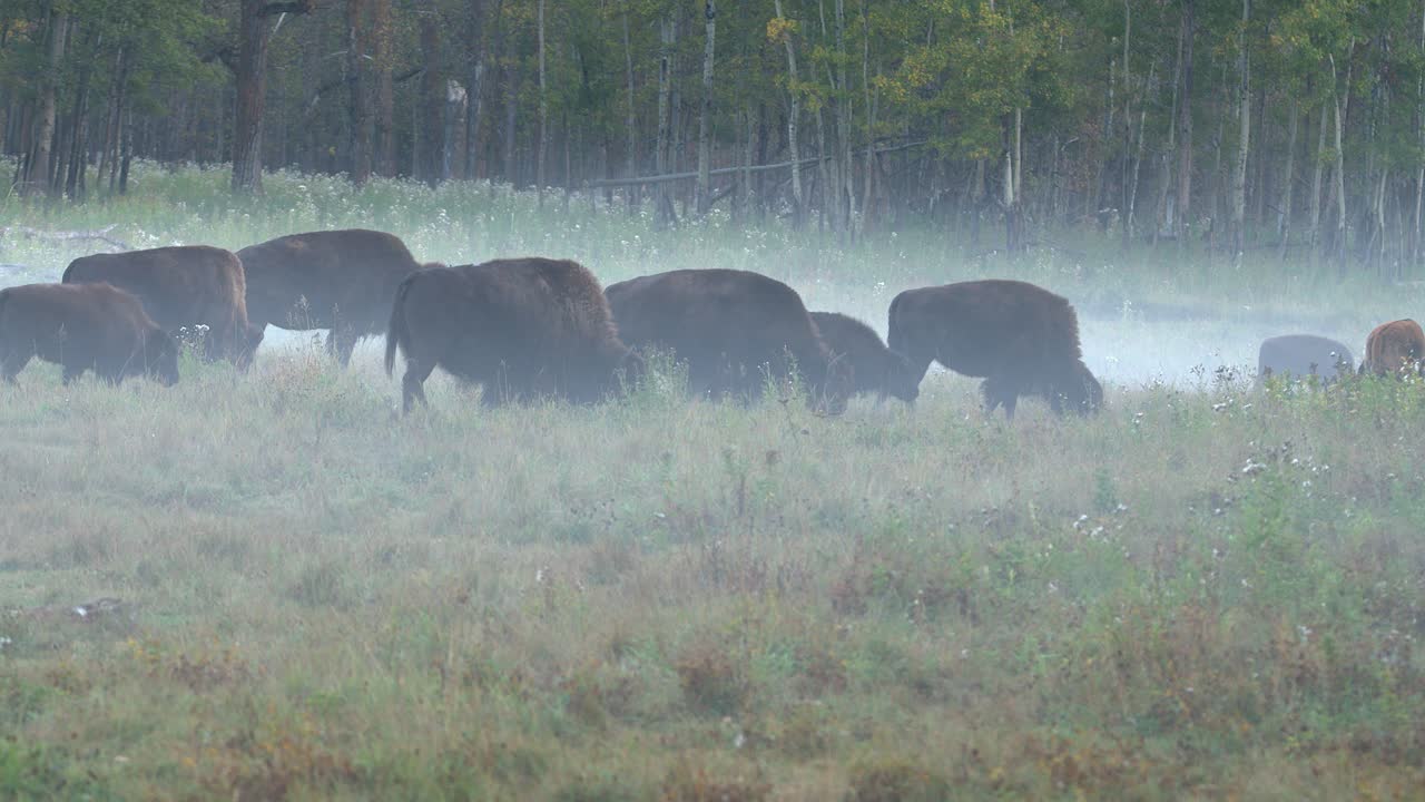 Plains bison herd grazes in foggy autumn forest meadow, copy space