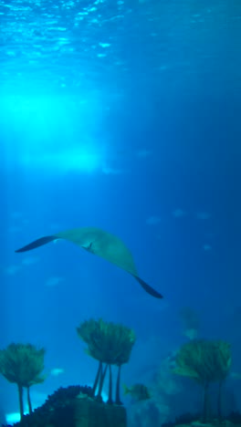 graceful stingrays swimming underwater