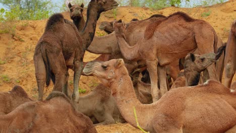 Camellos-En-La-Feria-De-Pushkar,-También-Llamada-Feria-De-Camellos-De-Pushkar-O-Localmente-Como-Kartik-Mela,-Es-Una-Feria-Ganadera-Y-Cultural-Anual-De-Varios-Días-Que-Se-Celebra-En-La-Ciudad-De-Pushkar,-Rajasthan,-India.