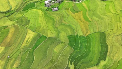 aerial view of rice terraces field in mu cang chai, vietnam