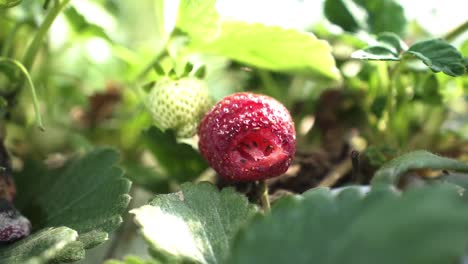 rotten strawberry fruit eaten by insects in a farm