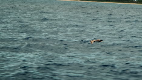 brown boobie flying low over tropical water in hawaii with land in the background