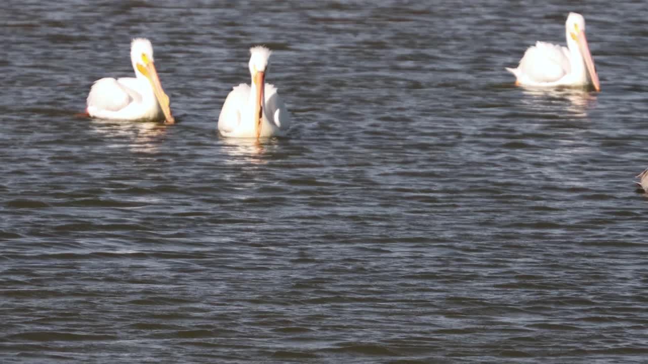 pelícanos blancos nadando en la bahía a lo largo de la costa de texas en un día tranquilo y soleado