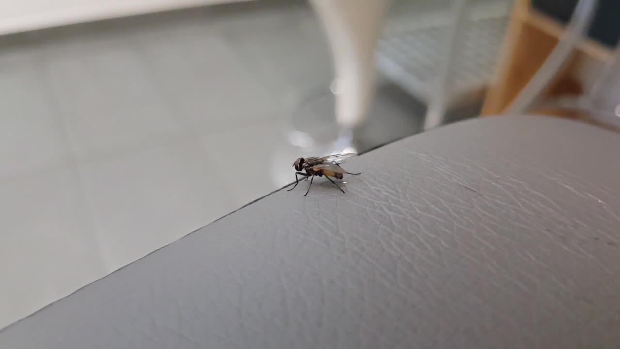 mosca caca en el borde de la mesa en cámara lenta