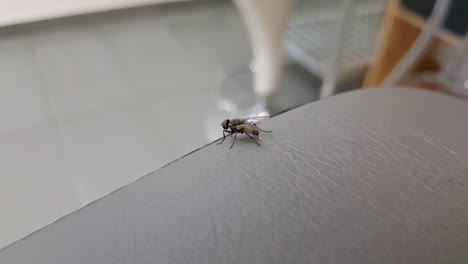 fly pooping on the edge of the table in slowmotion