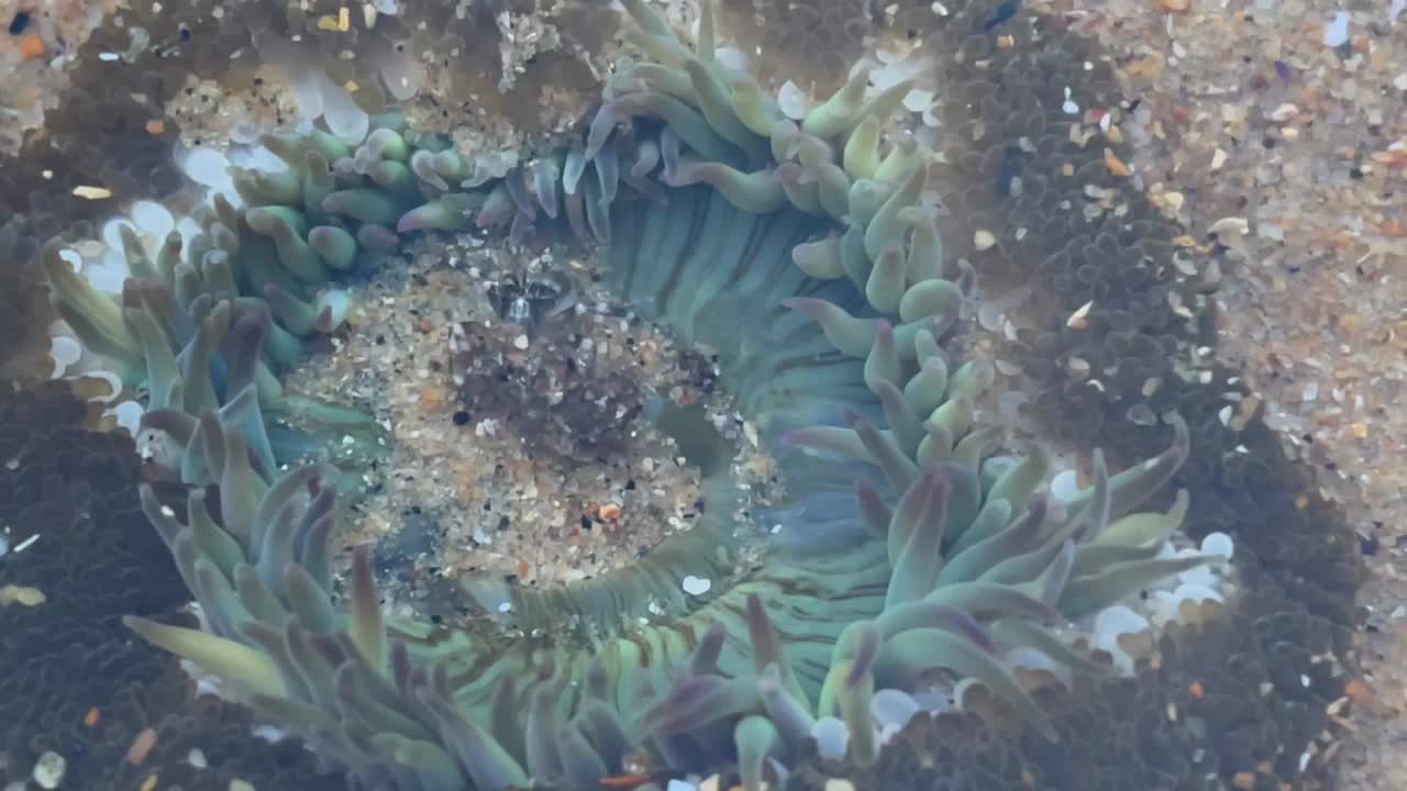 수중 살아있는 말미잘 안에 갇힌 드워프 얼룩말 소라게