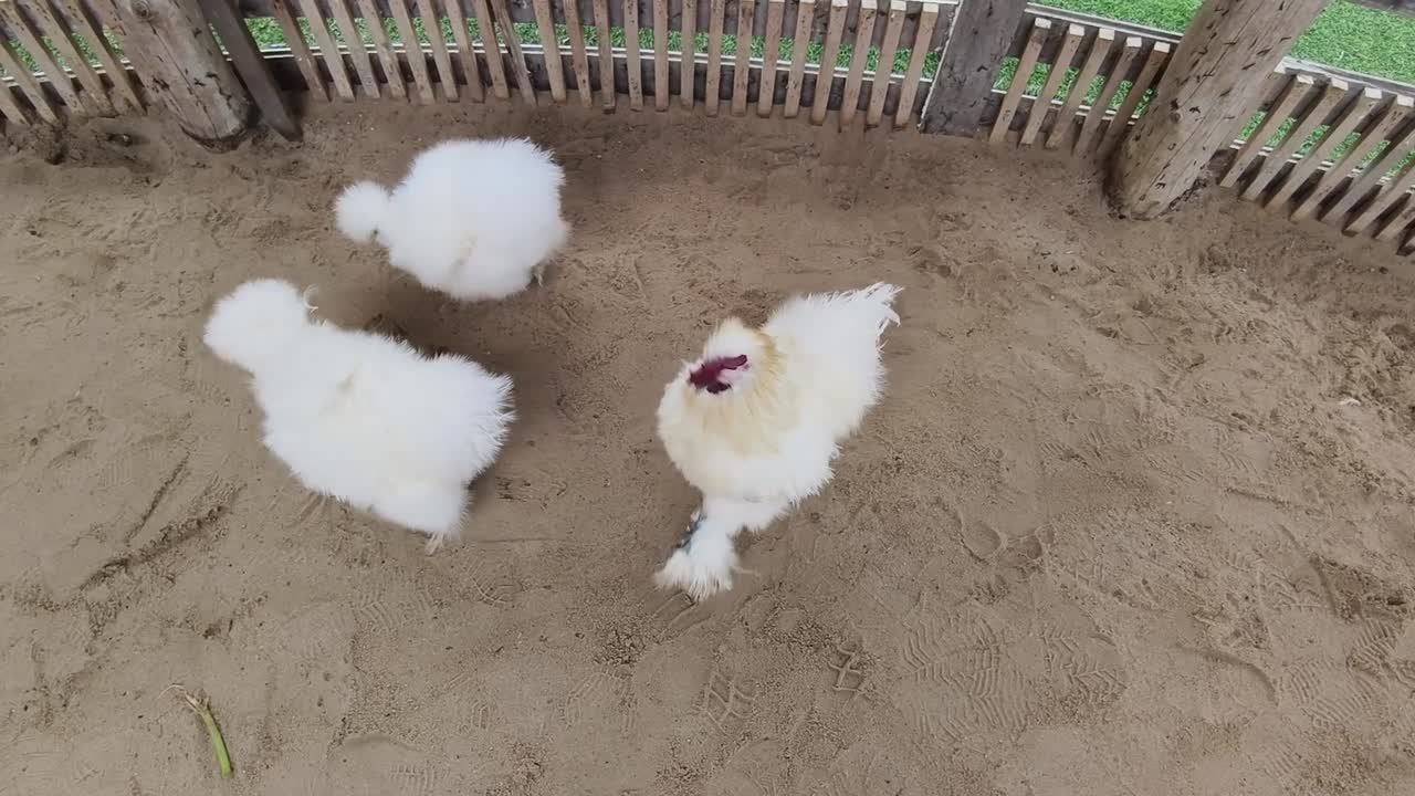 Fluffy White Chickens in a Pen