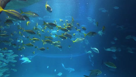 school of fish swimming in a vibrant aquarium