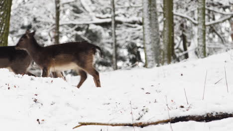 fallow deer herd marching through a winter forest in falling snow